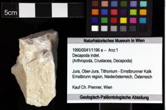 Foto (Objket + Etiketten) von Decapoda indet. 